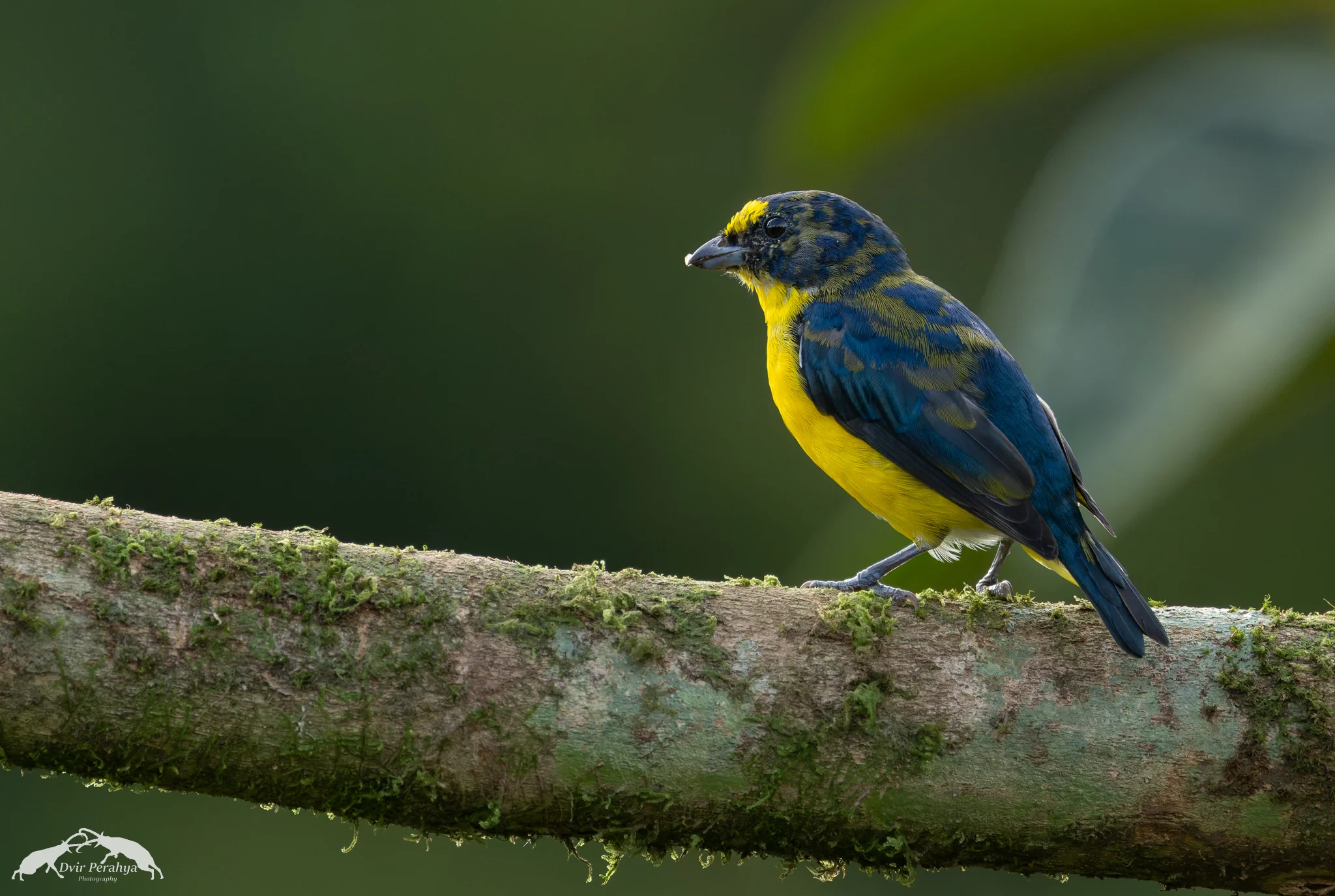 Euphonia, Costa Rica Rainforest